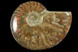 Red Flash Ammonite Fossil - Madagascar #151782-1